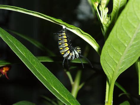 Queen butterfly caterpillar | Project Noah