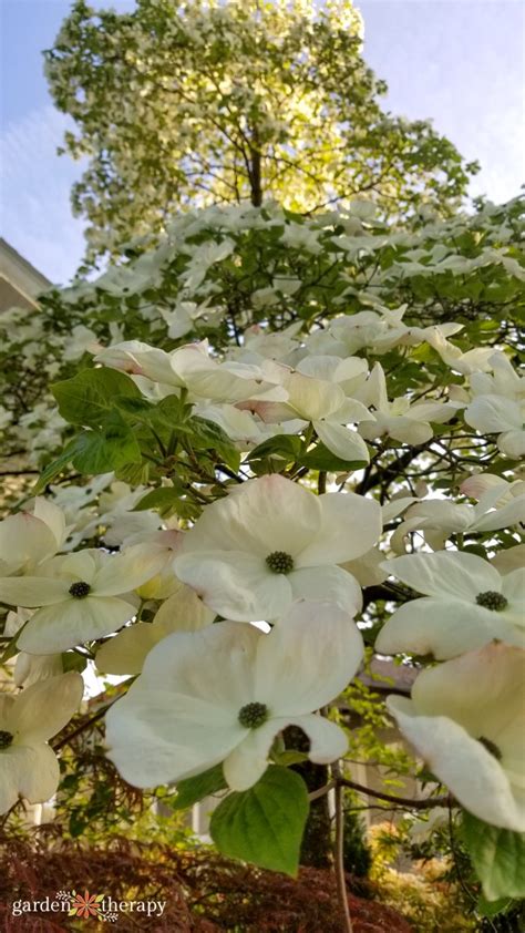 Caring for Your Dogwood Tree (+4 Must-Have Varieties) - Garden Therapy