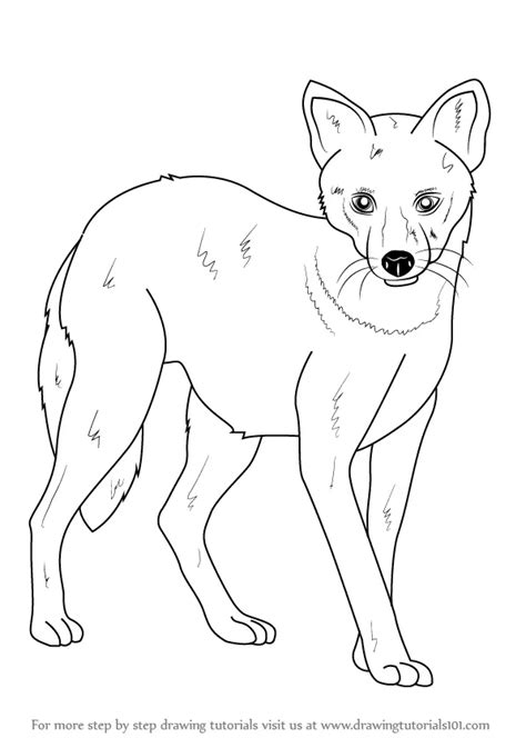 Jackal Drawing Featuring over 42 000 000 stock photos vector clip art ...