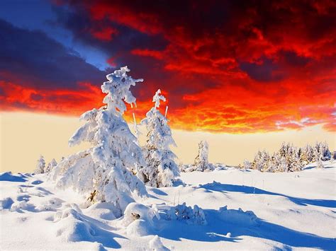 Winter sunset, red, colorful, colors, covered, sunset, trees, sky ...