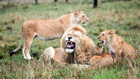 Pack Of Lions Hunting