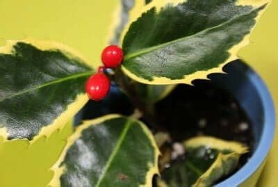 Mistletoe Symbolism: Hope And Good Luck - SunSigns.Org