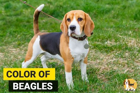 Beagle Colors - Various Combinations, Markings and Types - Beagle Care