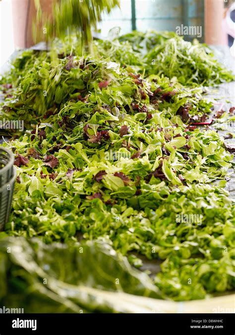 Mesclun on a market stall Stock Photo - Alamy