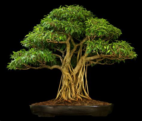 Pin by Sherri Port on House plants | Bonsai tree types, Bonsai tree ...