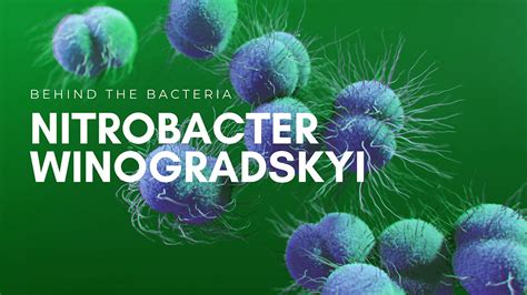 Nitrobacter Winogradskyi - Advanced Ag Bacteria