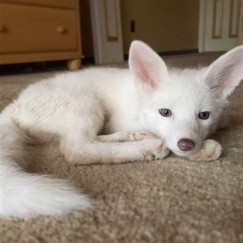 The Internet’s Cutest Snow-White Fox Is Growing Up | Bored Panda