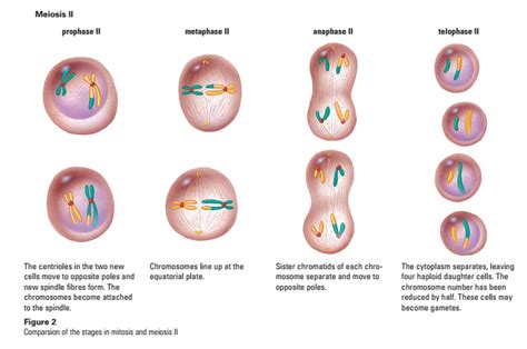 Meiosis