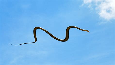 In Southeast Asia, Watch Out for Flying Snakes - Kids Discover