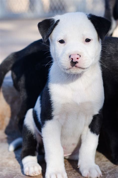 Can A American Bully And A Akita Be Friends