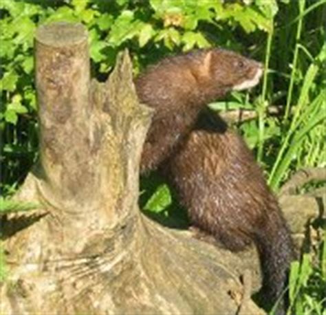 The European Mink - A Species on the Verge of Extinction - pictures and ...