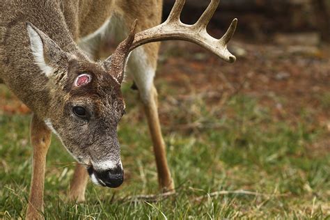 Searching for Sheds | Virginia DWR