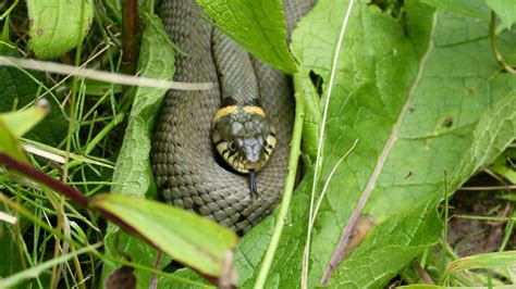 Grass Snake | MarkEisingBirding