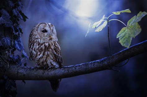 Beautiful Owl Wallpapers - Top Free Beautiful Owl Backgrounds ...