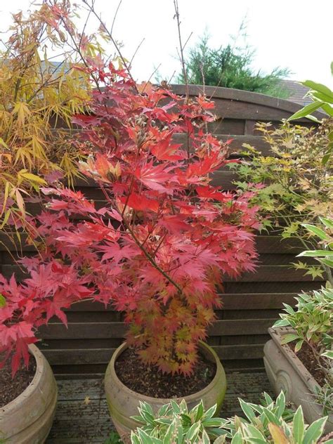 Japanese maple fall colors | Small trees for garden, Japanese maple ...