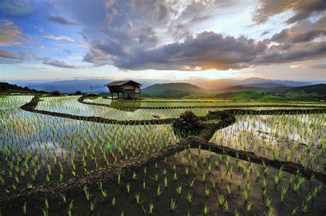 Chinag Mai rice terraced | Scenery, Thailand destinations, Rice terraces