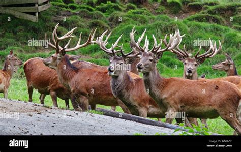 Red Deer Population Stock Photo - Alamy