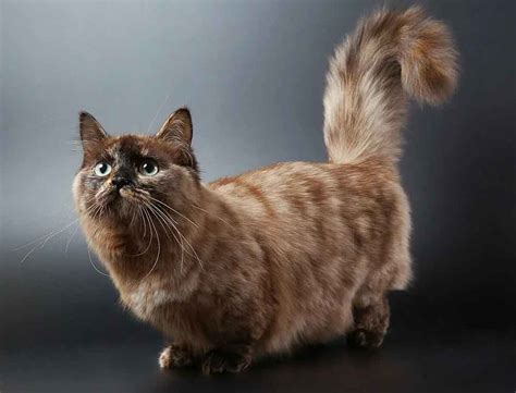 Munchkin | Cat Breed Information & Facts – Pictures | Pets Feed