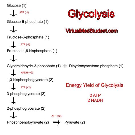 VirtualMedStudent.com || Glycolysis | Writing services, Nursing school ...