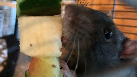 Rat loves banana - YouTube