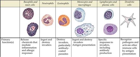 Human Physiology: Immune System