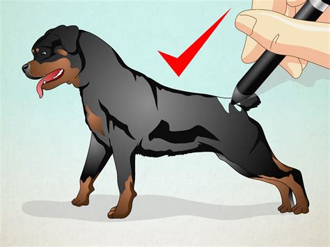 How to Draw a Realistic Dog: 5 Steps (with Pictures) - wikiHow