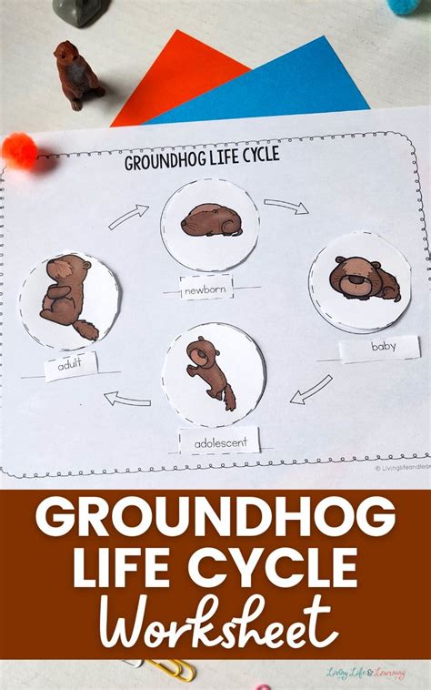 Groundhog Life Cycle Worksheet