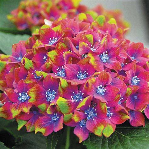 Hydrangea macrophylla GLAM ROCK 'Horwack' | Van Meuwen | Hydrangea ...