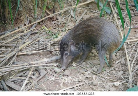 Critically Endangered Pygmy Hog Pygmy Hog Stock Photo 1036321333 ...