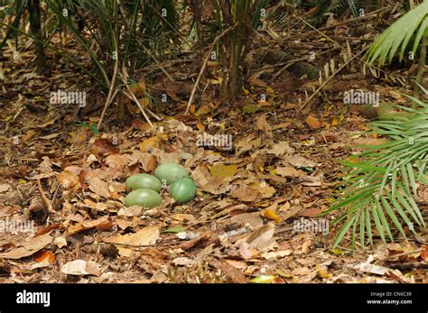 Southern Cassowary Casuarius casuarius Nest with four eggs Photographed ...