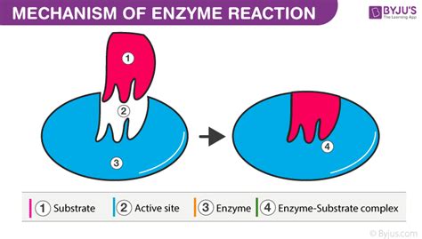 Enzyme Cofactors: Types, Functions, and Examples of Enzyme Cofactors