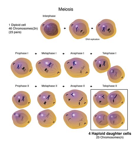 A Typical Human Liver Cell Has One Set of Chromosomes