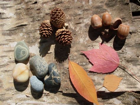 Collections from Nature: The Stuff of Childhood - SchoolhouseTeachers.com