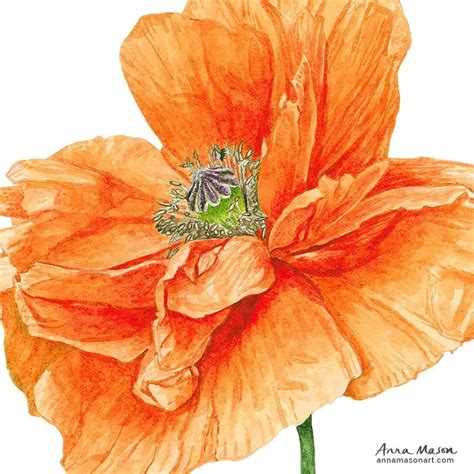 @annamasonart posted to Instagram: Orange poppy close up crop ...