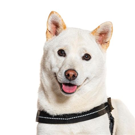 Premium Photo | Shiba inu wearing an harness isolated on white