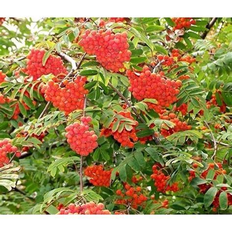 Mountain Ash Tree Seeds for Planting (50 Seeds) - Sorbus aucuparia ...