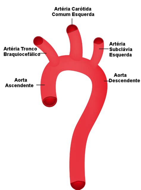 carril Metáfora procedimiento anatomia aorta Arado Desmenuzar De hecho