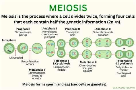 Meiosis Definition, Diagram, Steps, and Function