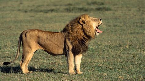 Lion populations declining rapidly in Africa, New Study | InfoCongo