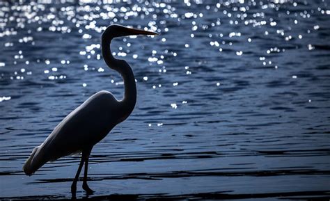 Egret Species Wildlife - Free photo on Pixabay