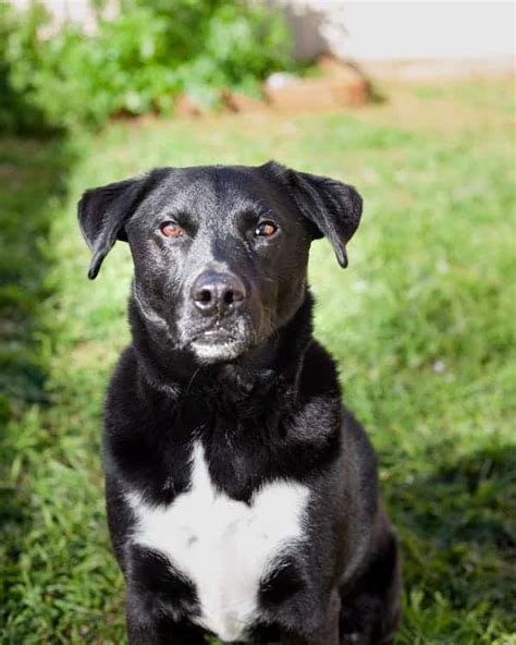 Everything You Need to Know About the Border Collie-Lab Mix - K9 Web