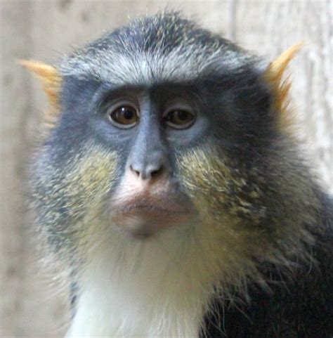 Photos: Adorable and Amazing Guenon Monkey Faces | Live Science