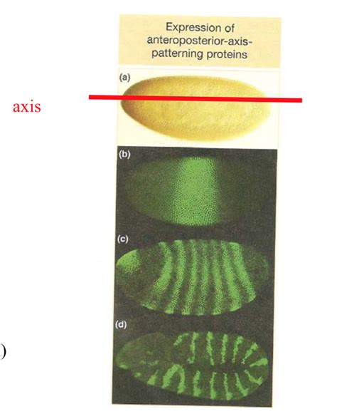 genes affecting development along anterior posterior axis Diagram | Quizlet