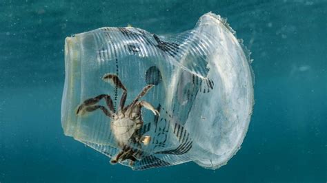 What is the effect of ocean plastics on marine life? - Purpose Rising Blog