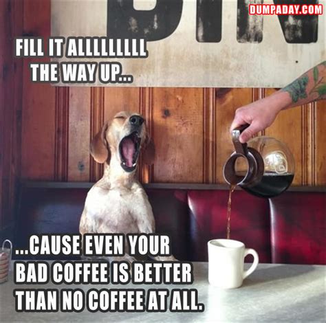 a funny pictures, dog drinking coffee - Dump A Day