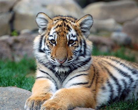 Tiger cub. 150 Pictures of Tigers - Sleeping, Swimming, with Cubs, and ...