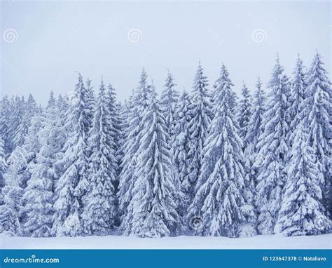 112,014 Snow Covered Trees Background Photos - Free & Royalty-Free ...