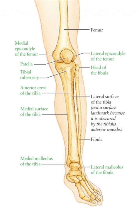 Human Leg Bones Diagram ~ Human Leg Bone Diagram | Bodaswasuas