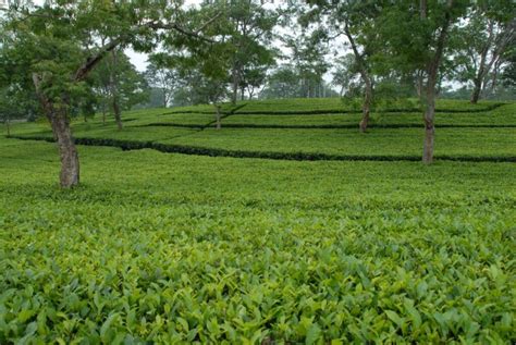 Popular Tea Gardens to Visit in Assam | Tea Tourism in Assam