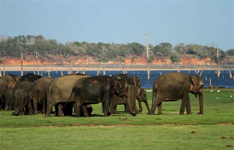 Safari in Minneriya National Park | Afternoon